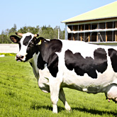 Наши коровы на молочной ферме Искренне Ваш