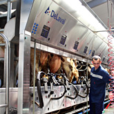 Аппарат для дойки коров на ферме Искренне Ваш